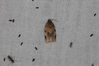 Choristoneura hebenstreitella