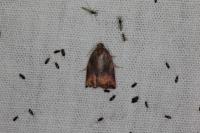 Archips podana