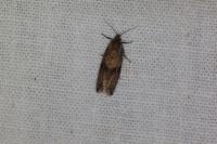 Celypha striana
