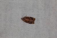 Ditula angustiorana