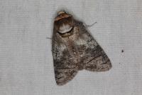 Cossus cossus