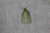 Tortrix viridana