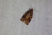 Archips xylosteana