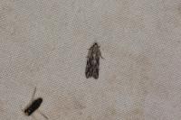 Anarsia