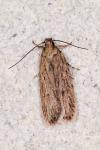 Depressaria daucella