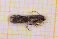 Cephimallota crassiflavella