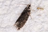Zeiraphera isertana