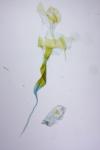 Depressaria daucella