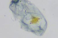 Depressaria daucella