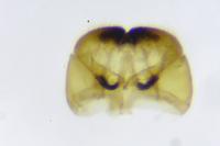 Cephimallota crassiflavella