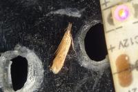 Dichomeris acuminata