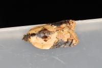 Acleris variegana