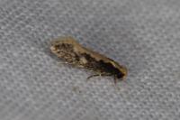 Monopis crocicapitella