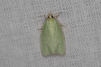 Tortrix viridana