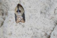 Acleris variegana