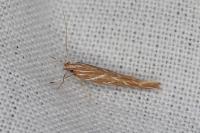 Pyroderces argyrogrammos
