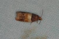 Epinotia festivana