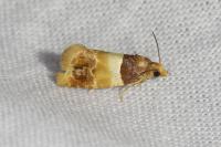 Epinotia festivana
