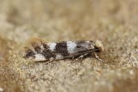 Infurcitinea roesslerella