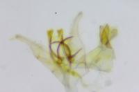 Tischeria ekebladella