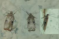 Agonopterix propinquella