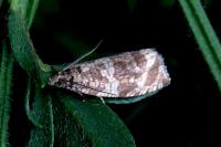 Celypha cespitana