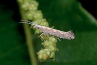 Plutella xylostella