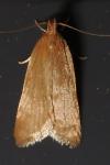 Helcystogramma rufescens