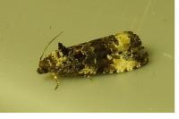 Endothenia