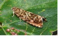 Enarmonia formosana
