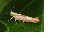 Argyresthia albistria