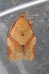 Clepsis consimilana