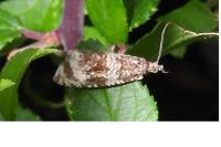 Celypha