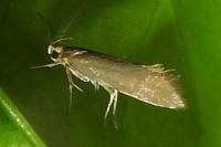 Crassa unitella