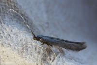 Coleophora albitarsella