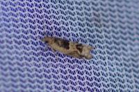 Crocidosema plebejana