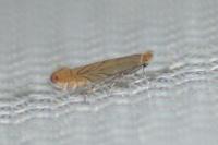 Phyllonorycter messaniella