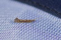 Plutella xylostella