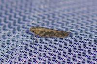 Scrobipalpa ocellatella