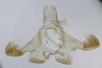 Infurcitinea roesslerella