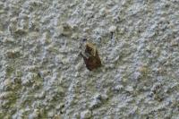 Acleris variegana