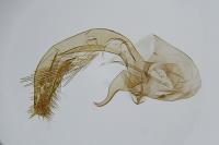 Infurcitinea roesslerella