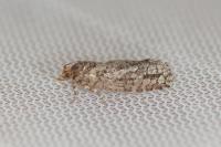 Lozotaeniodes cupressana