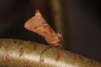 Triodia sylvina