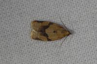 Clepsis consimilana