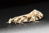 Nemapogon variatellus