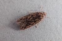 Hofmannophila pseudospretella