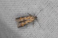Athrips nigricostella