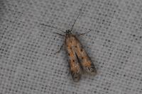 Athrips nigricostella