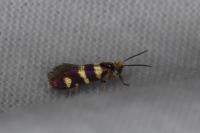 Micropterix allionella